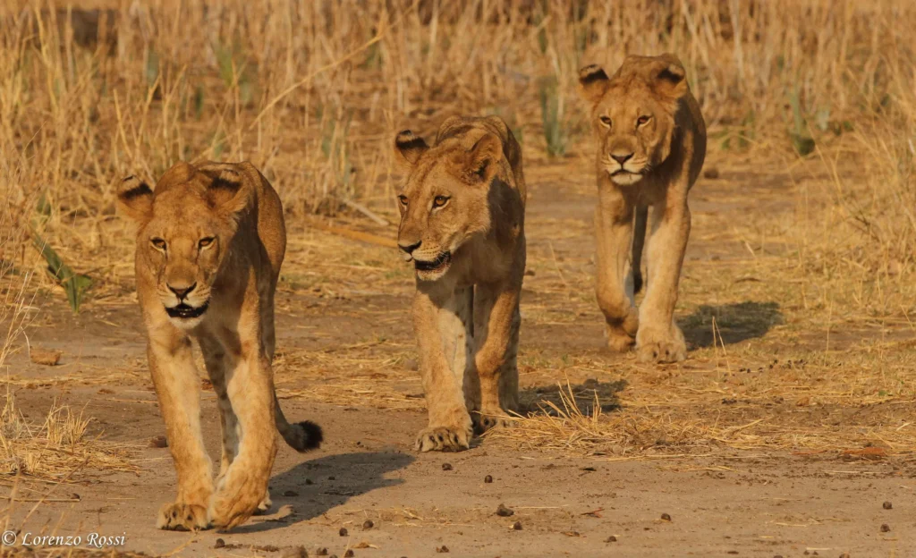 Ruaha Lions