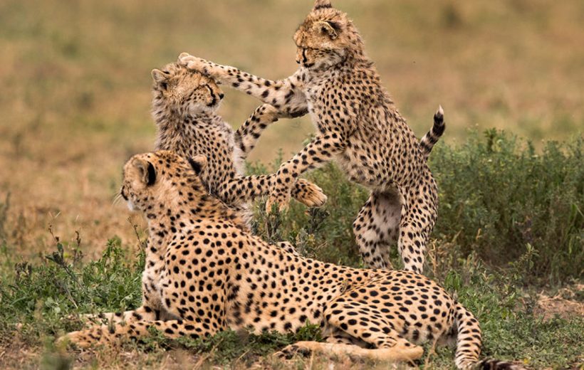 10-Day Southern Tanzania Luxury Safari Adventure