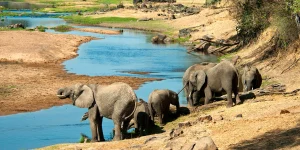 Unforgettable 🐾 7-Day Ruaha and Selous Safari – Mid-Range