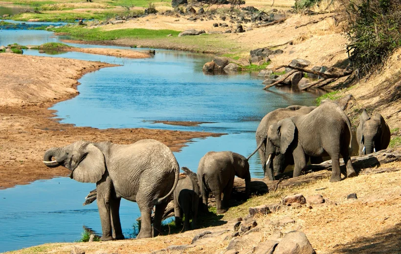 Unforgettable 🐾 7-Day Ruaha and Selous Safari – Mid-Range