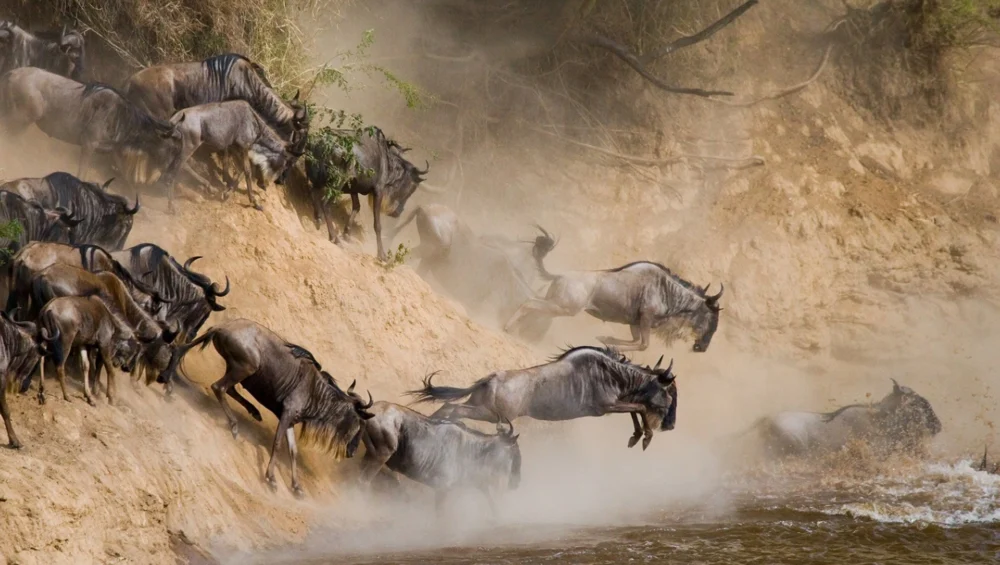 Wildebeest migration river crossing Great Migration Tanzania 2025