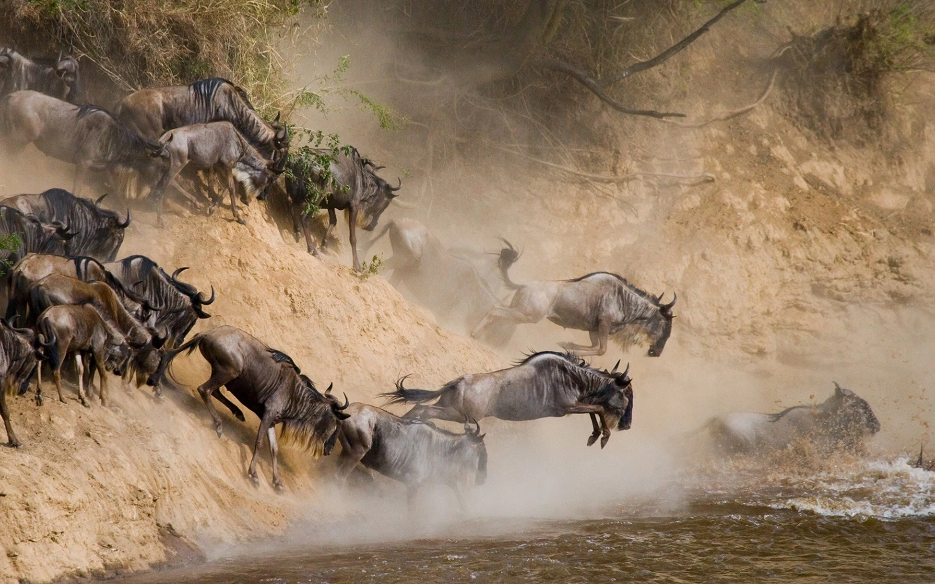 Wildebeest Migration River Crossing in Serengeti