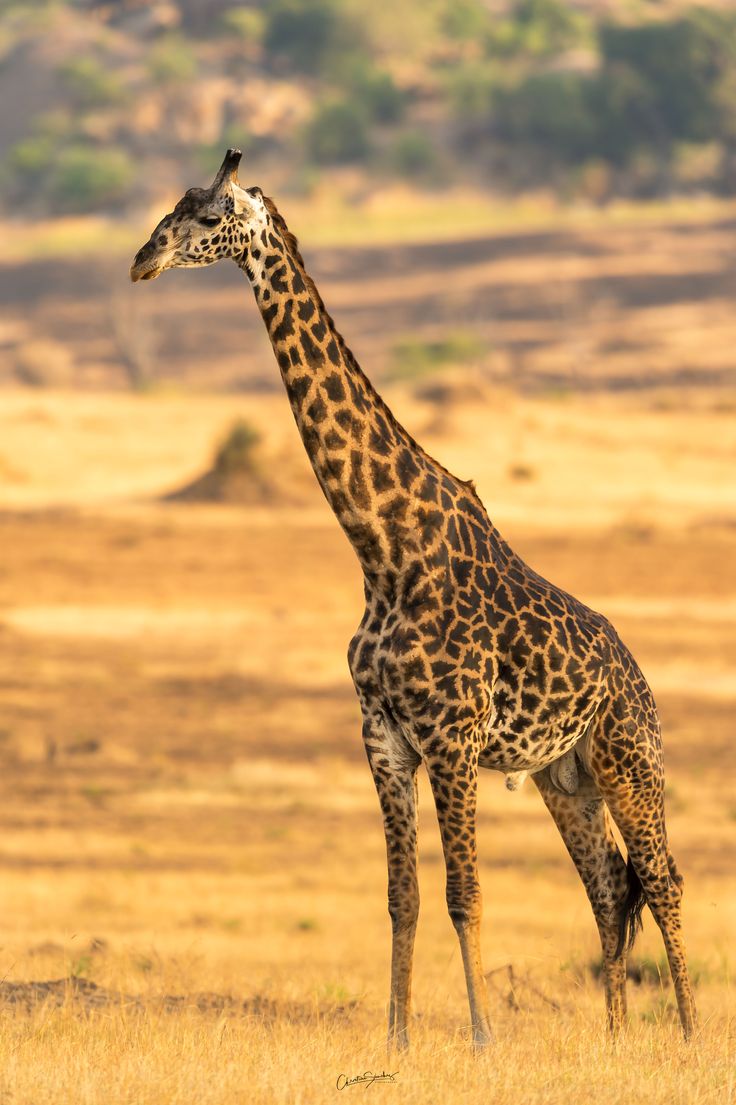 Giraffe-Tanzania Safari Quote