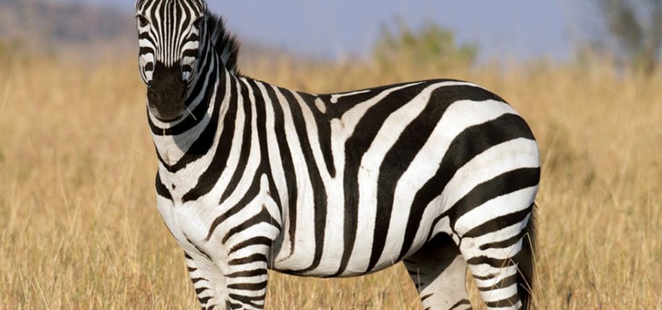 zebra on a 7-day ruaha and selous safari