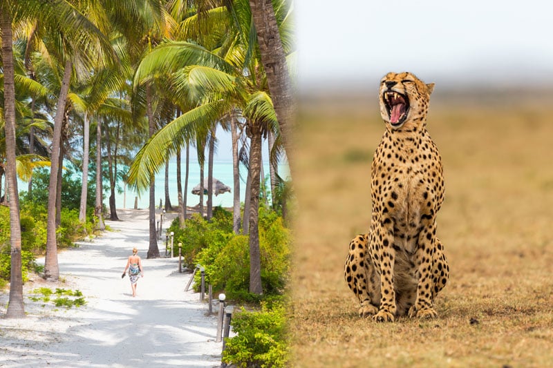 Tanzania Safari and Zanzibar Beach