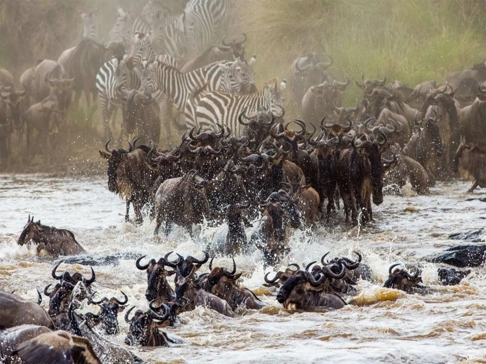Wildbeast great migration Serengeti National Park