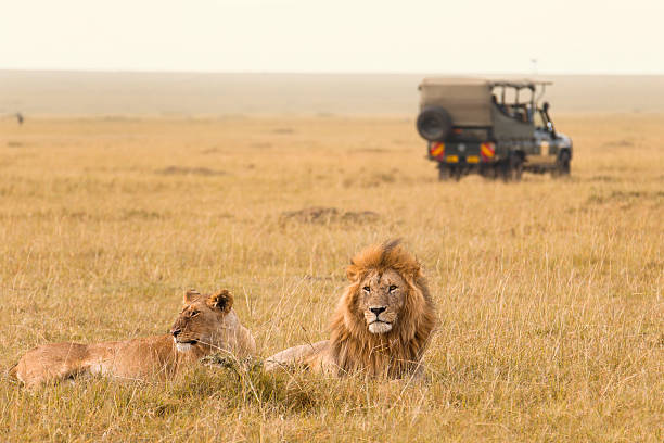 Lions on the savannah Tanzania green season safari