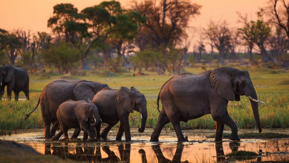 elephants tanzania safety guide Serengeti safari
