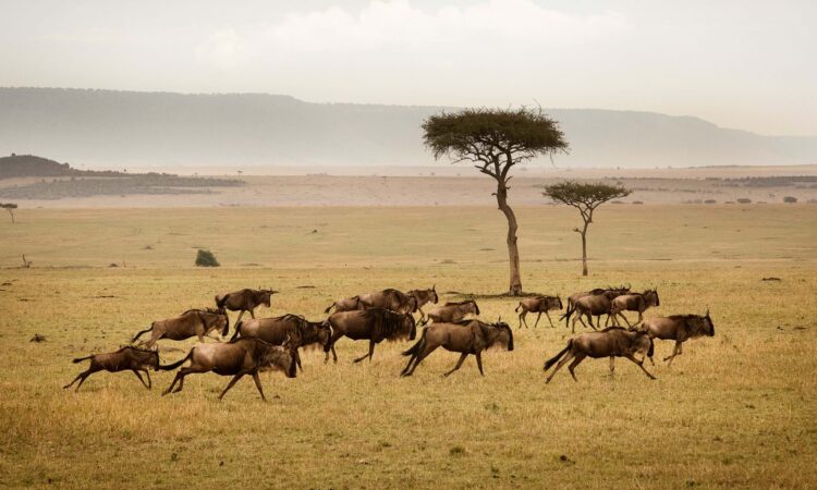 northern Tanzania Safari home to the great migration