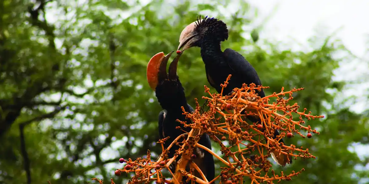 Birdwatching safaris in Tanzania