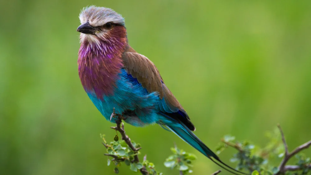 Serengeti National Park birds - Lilac-breasted Roller - Twombili Tours