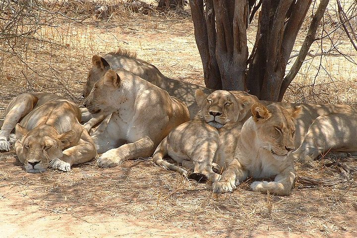 Lions in Ruaha national Park Twombili best time to visit southern tanzania safari