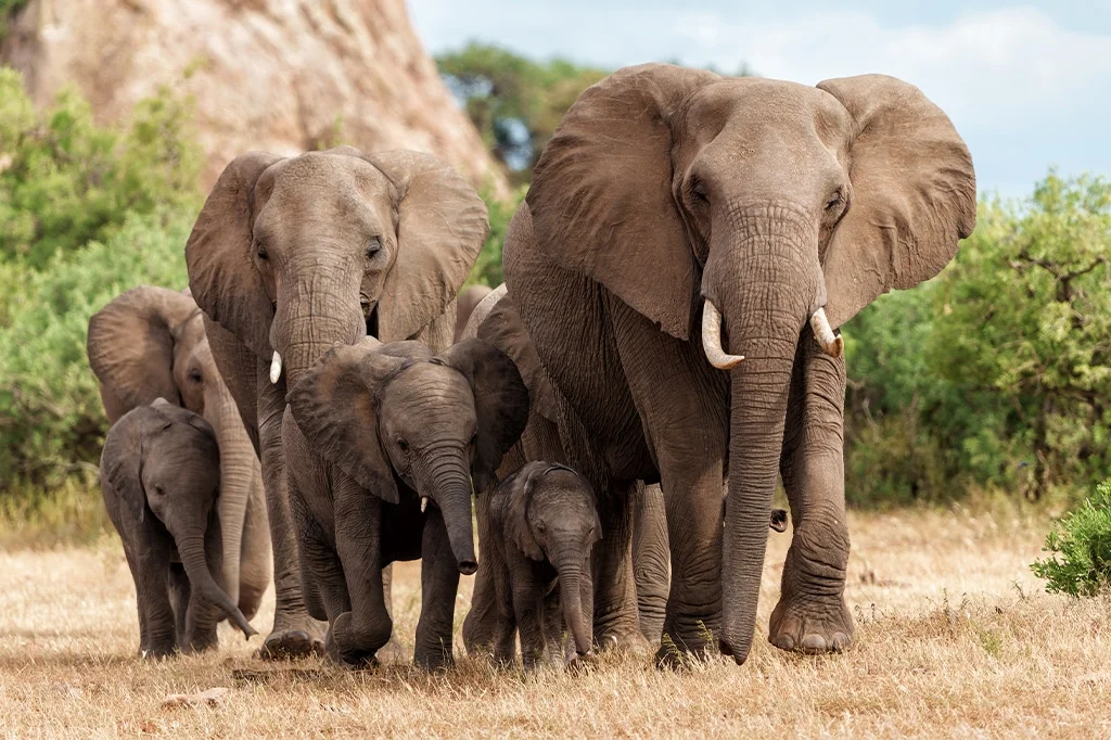 Serengeti National Park Wildlife - Elephants - Twombili Tours