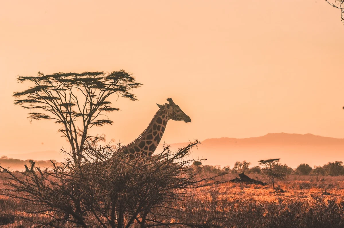 Serengeti National Park Wildlife - giraffe - Twombili Tours