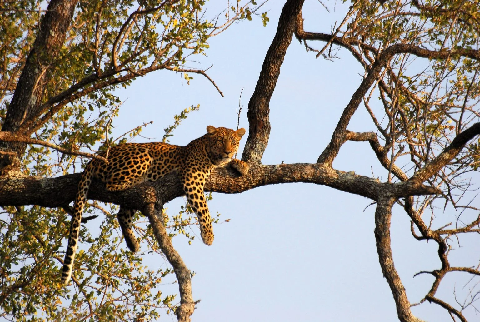 Serengeti National Park Wildlife - Leopard - Twombili Tours