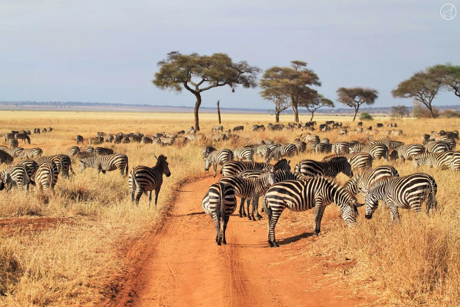 Serengeti National Park Wildlife - Zebras - Twombili Tours
