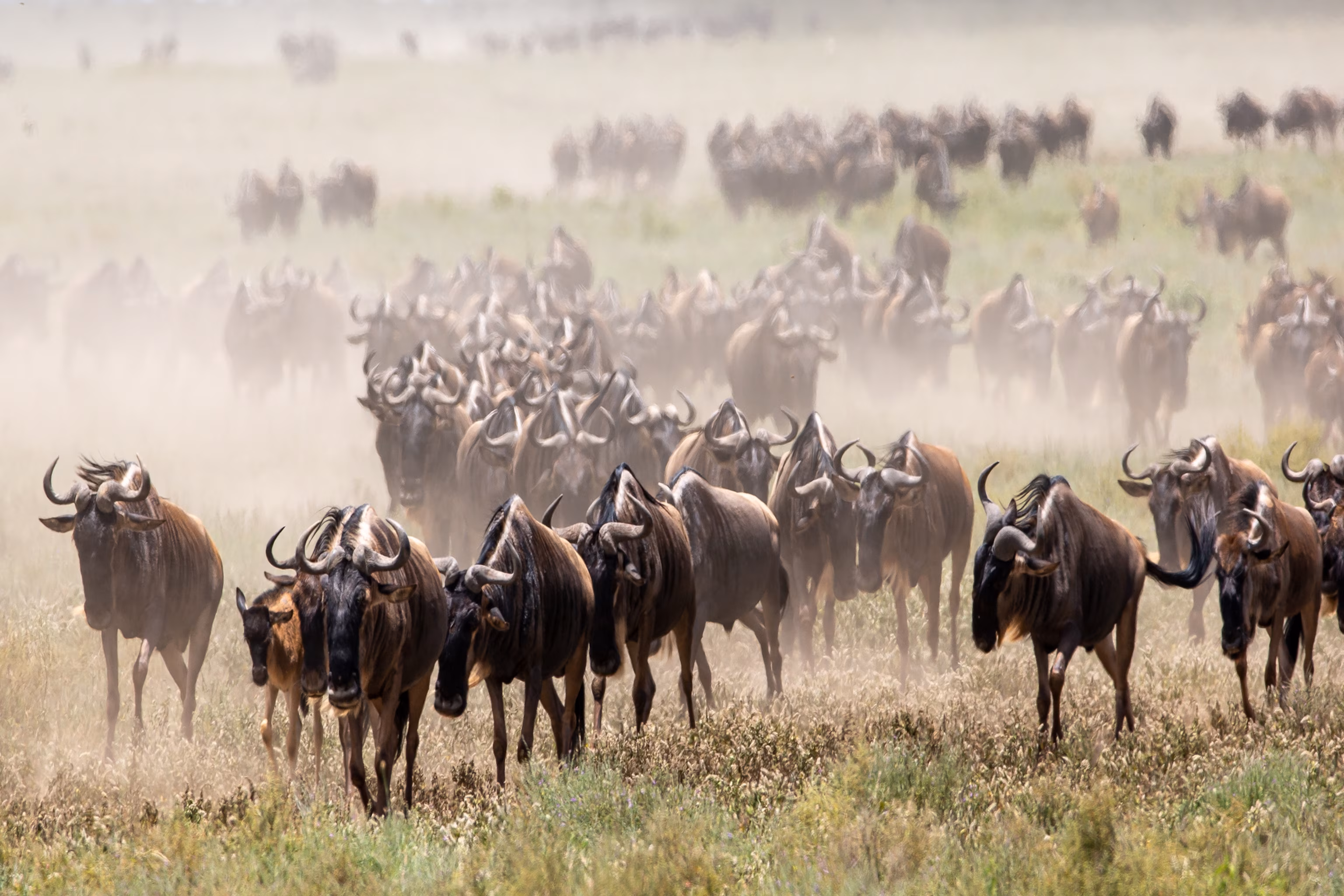 Serengeti National Park Wildlife - Wildebeest - Twombili Tours