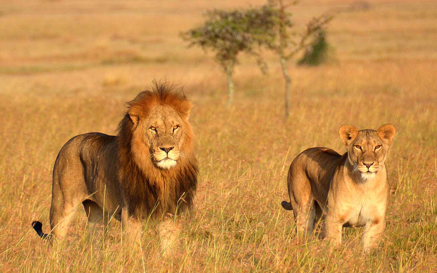 Serengeti National Park Wildlife - Lions - Twombili Tours