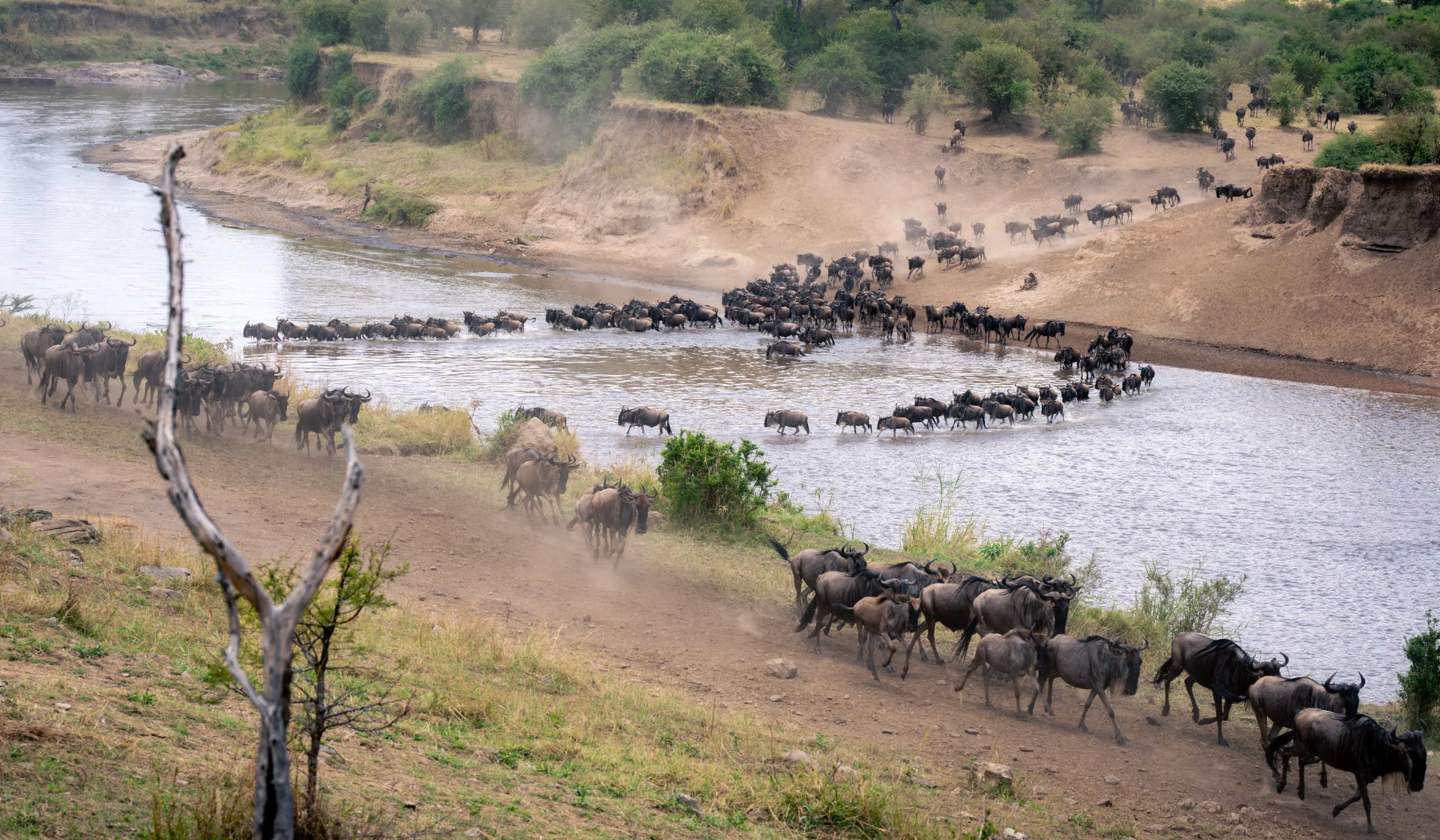 river crossings during wildebeest migration in serengeti national park Twombili Tours Serengeti National Park