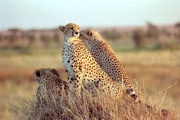Serengeti National Park Wildlife - Cheetahs - Twombili Tours