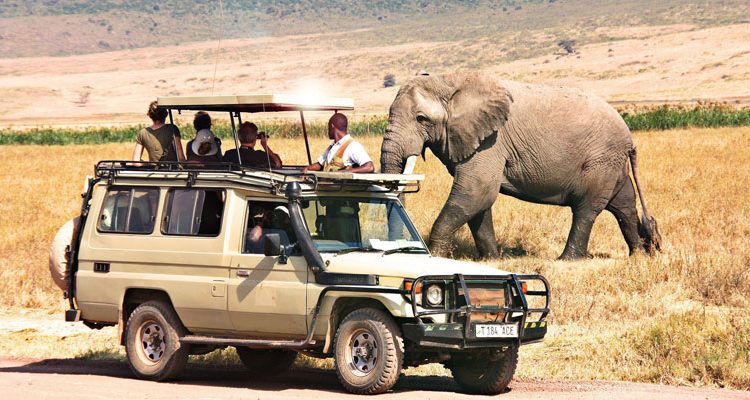 Tanzania safari Guide - elephant on a safari