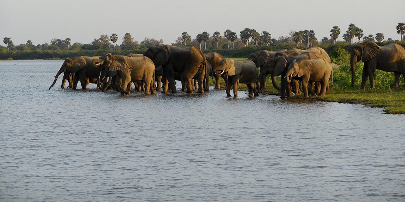 Elephant heard-nyerere national park - Twombili Tours