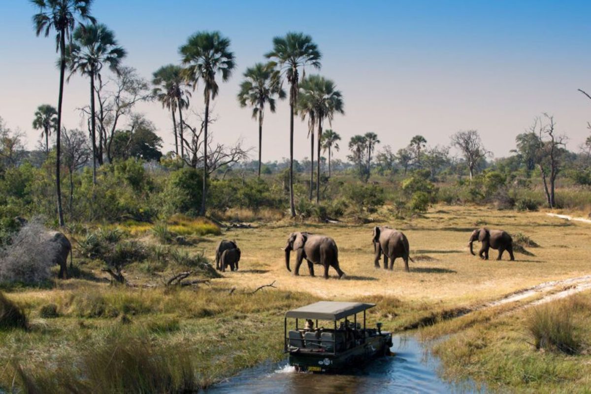 Game drive in Nyerere National Park - Twombili Tours