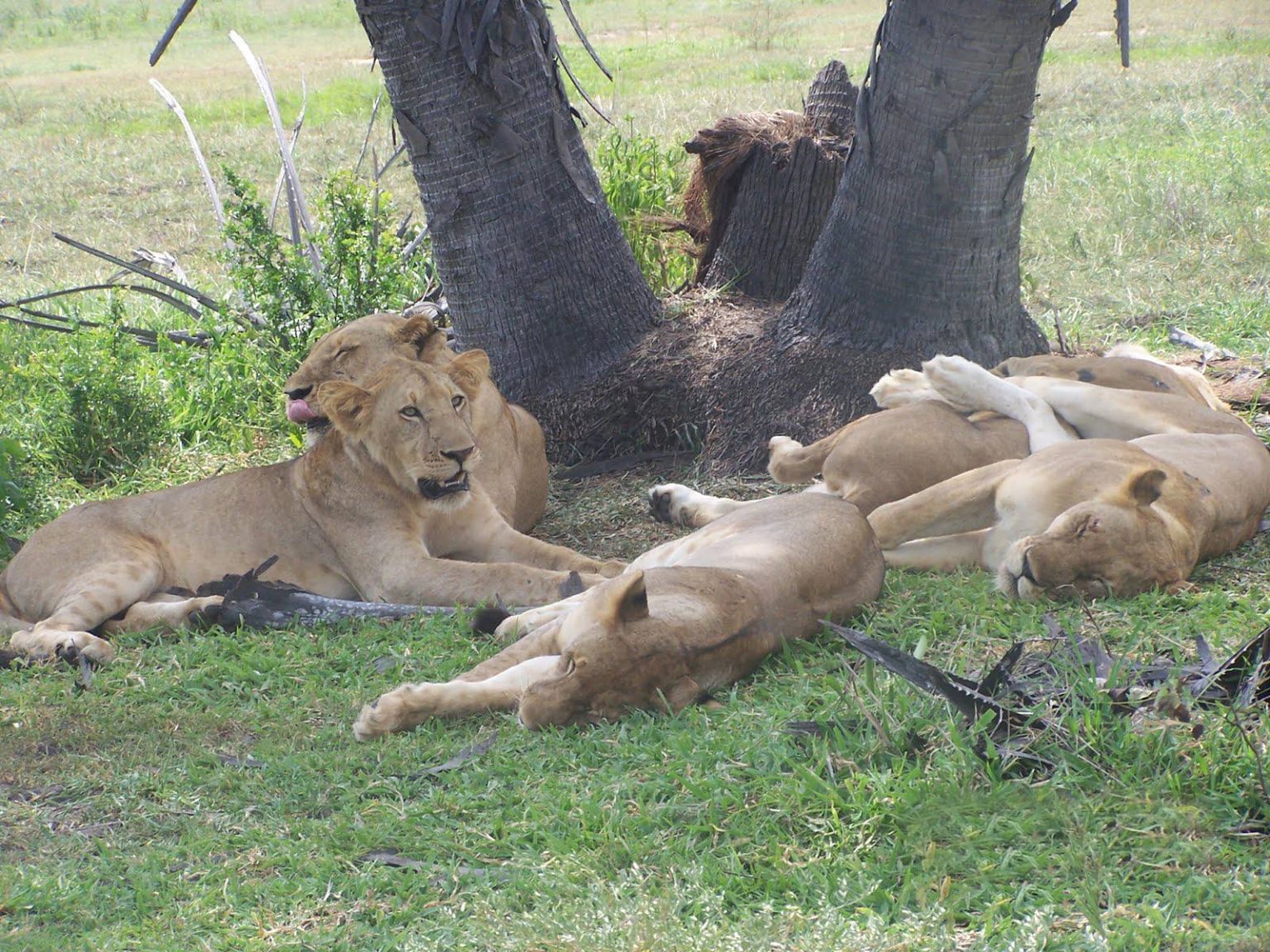 Lions In Nyerere national park twombili Tours