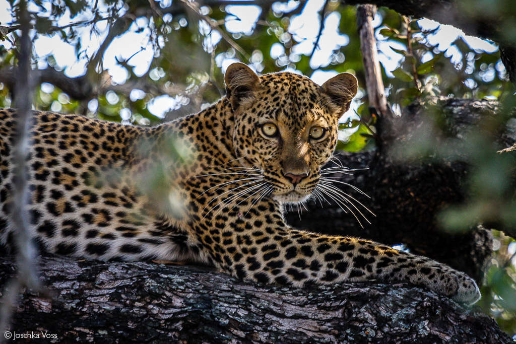 Nyerere national park leopard-twombili tours