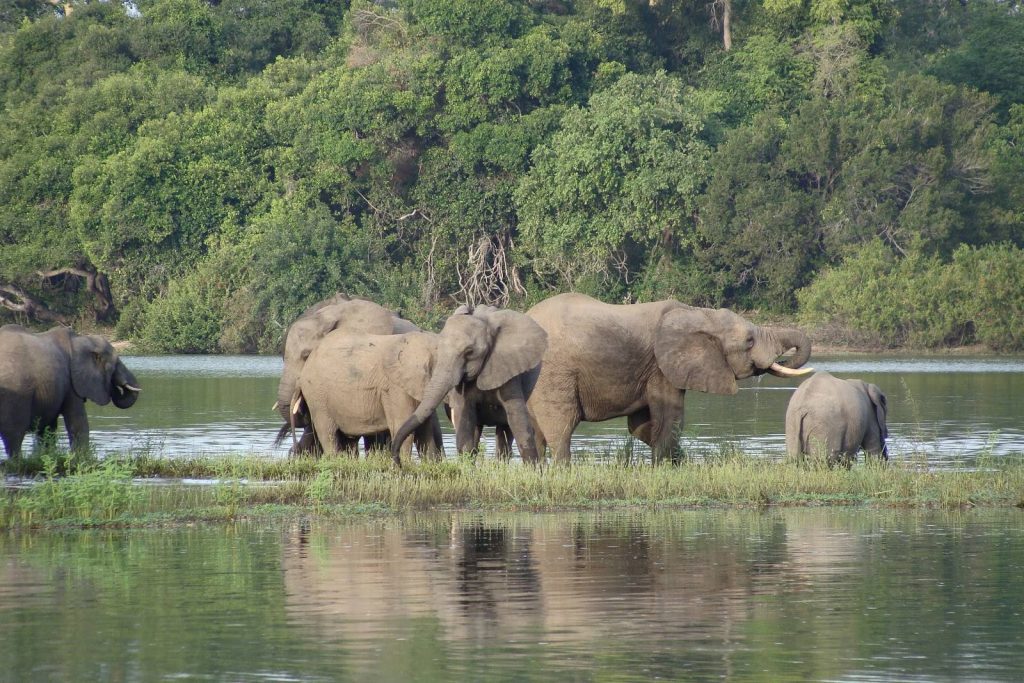 Nyerere National Park Elephants in water Nyerere National Park safari guide Tanzania