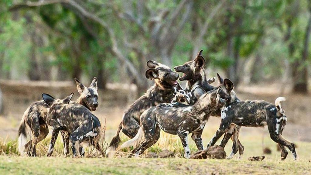 wild dogs - Nyerere national park has the highest wild dogs population