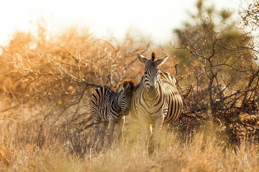 Zebras-at-Nyerere-National-Park-Tanzania-Twombili tours