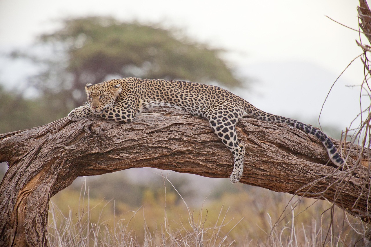 advert Twombili tours Nyerere National Park safari guide Tanzania