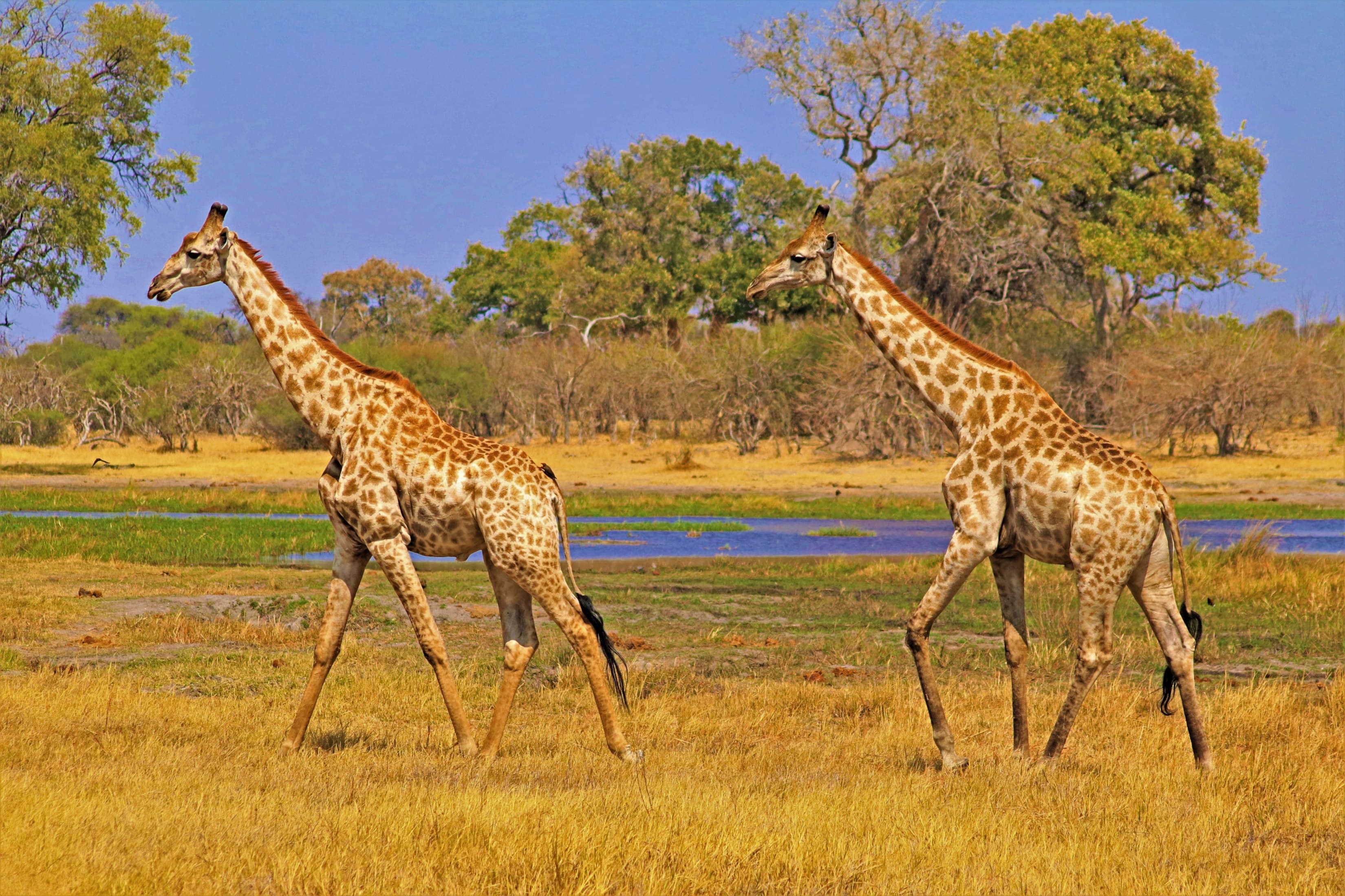 masai-giraffes-nyerere-np-Twombili Tours