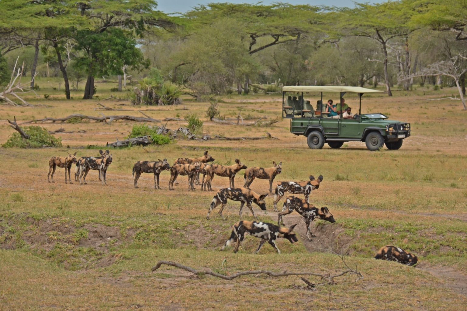 wild dogs nyerere national park - Twombili Tours